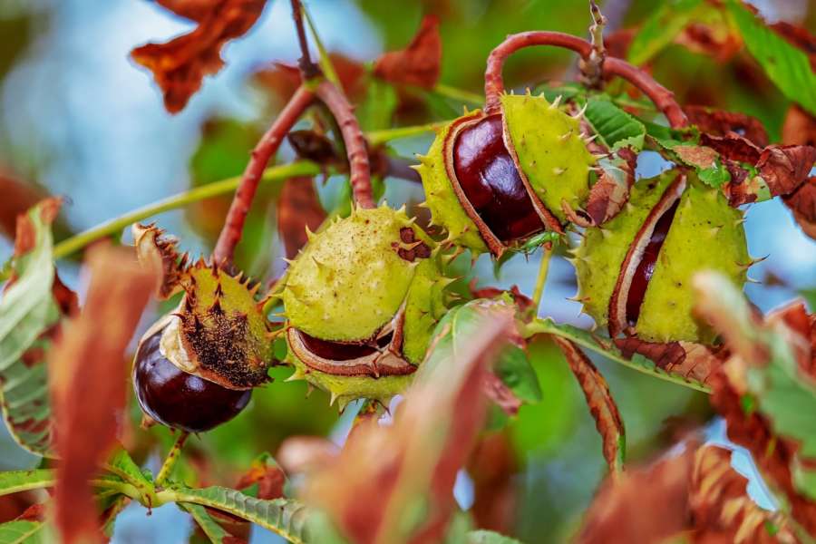 Buchen sollst du suchen, Kastanien sollst du meiden - zumindest mit dem Fahrzeug, da Beulengefahr... (Foto: Pixabay)